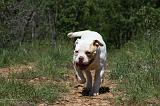 BOULEDOGUE AMERICAIN 051
